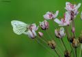 Green veined white